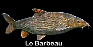 poisson combatif