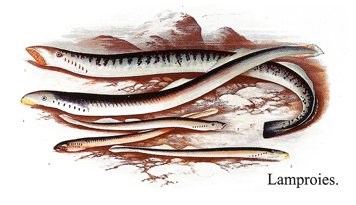 Fossile vivant